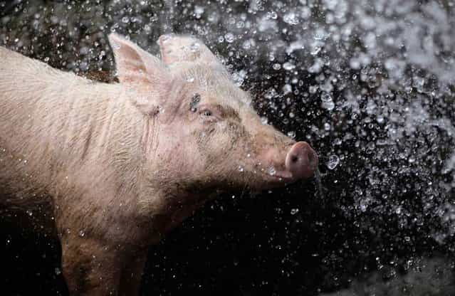 A pig is sprayed with water in its enclosure at a farm on the outskirts of Havana, Cuba on May 2, 2012