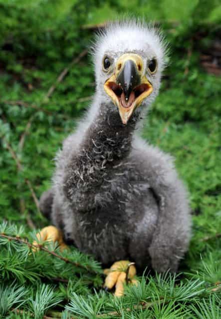 A baby sea eagle sits in a nest at a wild animals park in Eekholt, northern Germany, on May 15, 2012