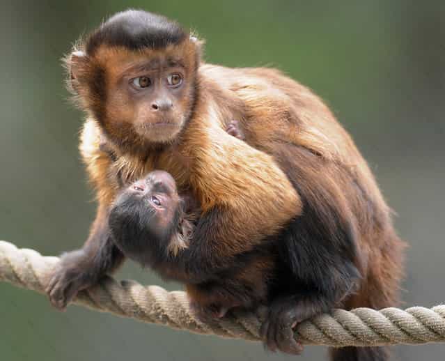 An 8-day-old tufted capuchin baby is carried by its mother through their enclosure at the Serengeti animal park in Hodenhagen, western Germany, on May 14, 2012