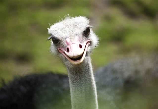 An ostrich stands in his enclosure in the zoo in Berlin on Friday, May 11, 2012