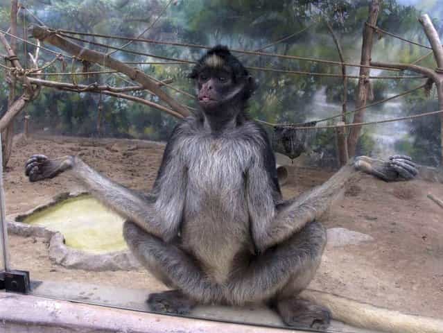A white-bellied spider monkey sits inside his enclosure at Huachipa Zoo in Lima, Peru on May 19, 2012