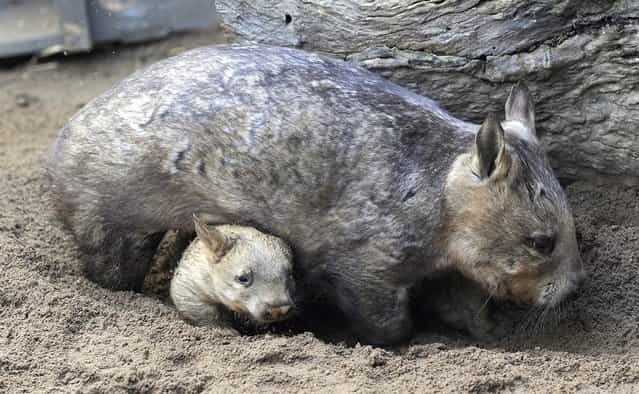 A southern hairy-nosed wombat emerges from underneath the belly of its parent at the Melbourne Zoo in Australia on May 16, 2012