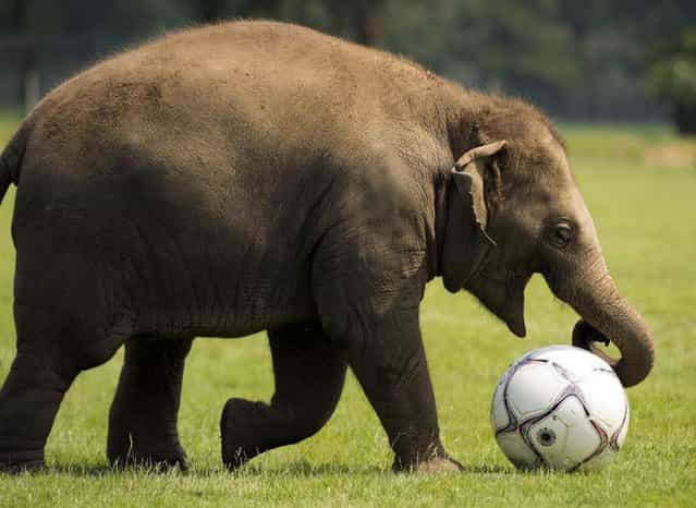 Donna, a two-year-old elephant, plays with a giant soccer ball at Whipsnade Zoo in England on May 28, 2012