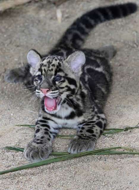 Clouded leopard cub Lek, plays at the worlds first clouded leopards breeding center at Khao Kheow Open Zoo, in Chonburi, Thailand, on May 27, 2012