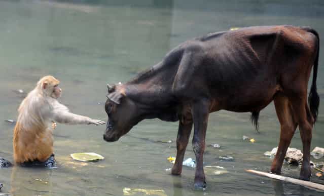 A monkey reaches out to a bull on the banks of the Bagmati river in Kathmandu on May 25, 2012
