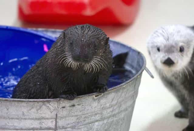 Cayucos, an orphaned sea otter pup, is seen making her first public appearance at the Shedd Aquarium in Chicago