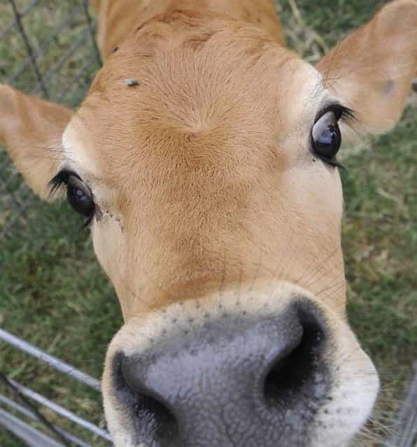 A Jersey calf sniffs at a camera lens on April 25, 2012 at the Stryk Jersey Farm in Schulenburg, Texas