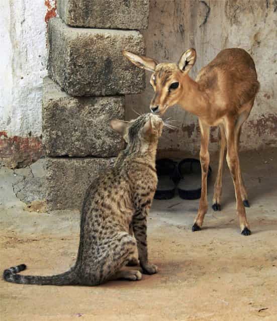 In this Wednesday, May 23, 2012 photograph, a young deer and a cat share a moment in Feench village near Jodhpur, Rajasthan state, India