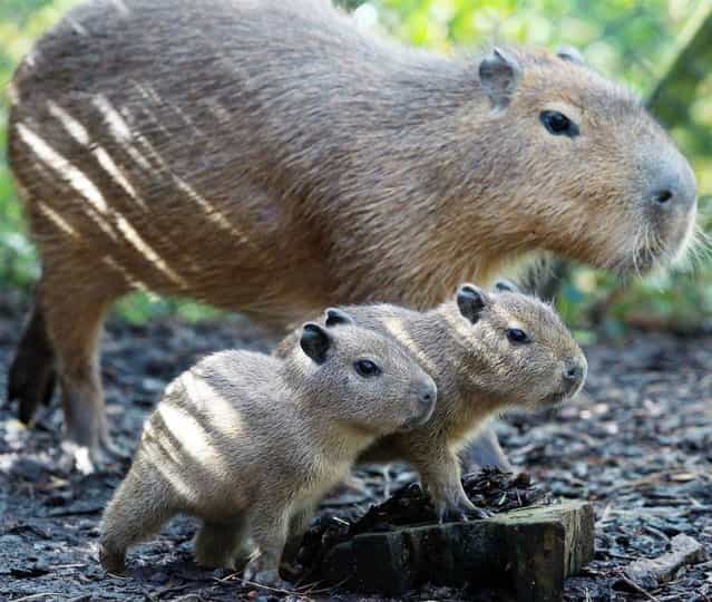 Charlie keeps an eye on his new twin capybara babies, Gus and Jacques on May 24 at The Belfast Zoo in Northern Ireland