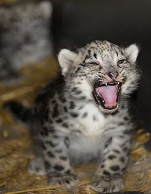 One of two snow leopards born at a zoo in Amneville, France, roars on June 5, 2012