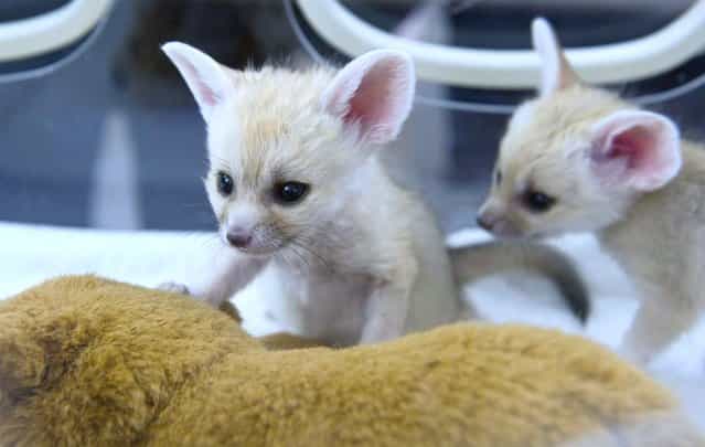 Two young Fennec foxes play around in an incubator at the zoological garden in Lodz, Poland, on June 5, 2012