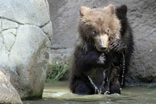 Kamchatka bear twins named Cuba and Toby play at the Brno Zoo in the Czech Republic for the first time on May 31, 2012