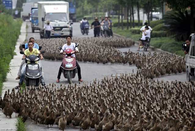 Farmers herd a flock of ducks along a street towards a pond as residents drive next to them in Taizhou, in China’s Zhejiang province, June 17, 2012