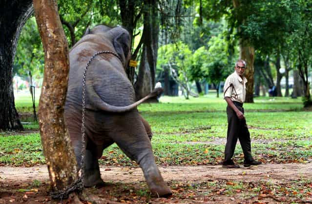 A park guard cautiously walks past seven-year old female elephant, Iganga, who belongs to a Buddhist temple at a park in Colombo, Sri Lanka on June 14, 2012