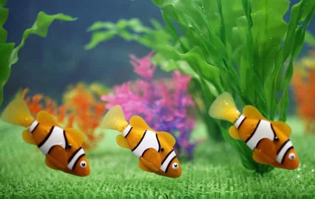 Lifelike toy fish called [Robo Fish] swim inside an aquarium at a booth of Japanese toymaker Takara Tomy A.R.T.S at the International Toy Show in Tokyo on June 15, 2012
