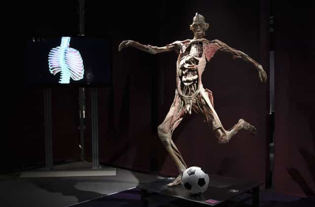 A plastinated human body exhibit with a soccer ball is seen during the media viewing for the exhibition [The Human Body] in Ostend
