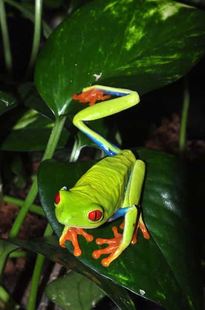 The Red-eyed Treefrog (Agalychnis callidryas)