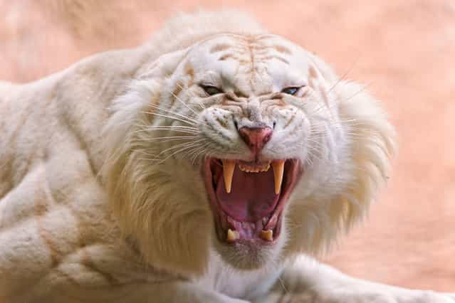 Angry White Tiger