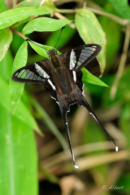 The White Dragontail (Lamproptera curius)