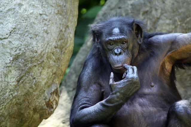 QQQ, Cincinnati Zoo
