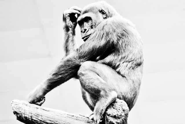 QQQ, Thinking Man