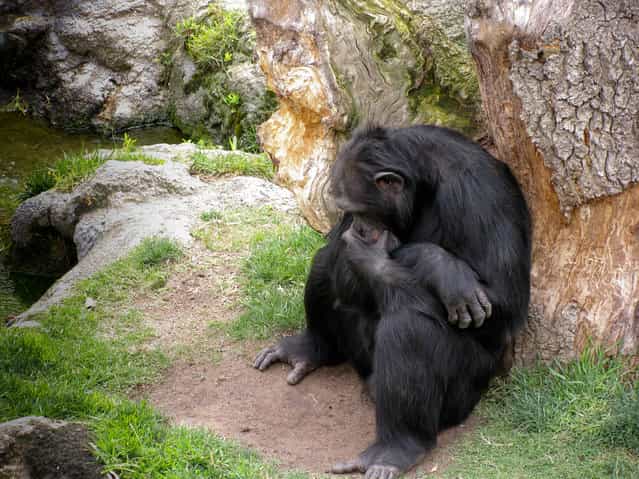 QQQ, Bioparc in Valencia, Spain