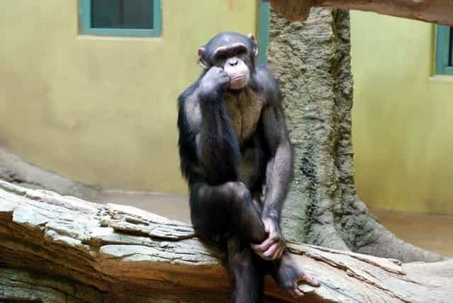 Thinking Chimpanzee. Chimpanzee at Everland theme park in South Korea