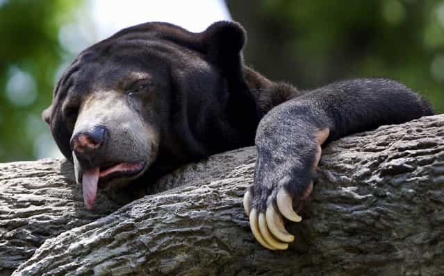 A sun bear reacts to triple-digit temperatures at the Henry Doorly Zoo in Omaha, Nebraska, where the temperature reached 103 degrees Fahrenheit