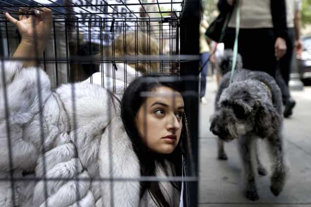 A dog looks on as Alejandra Mendoza, a member of People for the Ethical Treatment of Animals, protests from an animal cage outside Jacques Ferber Furs iin Philadelphia