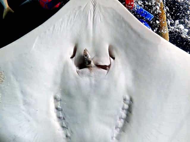 A ray eats a fish at Tokyo's Sunshine Aquarium on July 14, 2012