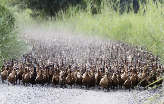A flock of ducks walk near a paddy field in Nakhonsawan province, north of Bangkok, Thailand on July 13, 2012