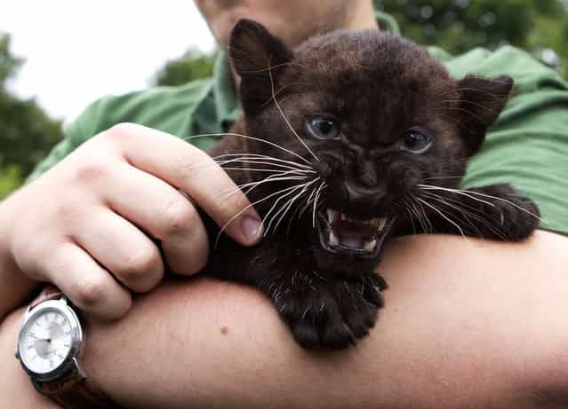 Two young Black Panther twins named Remaong (male) and Ferra (female, here in picture) are presented at the Tierpark Zoo in Berlin on July 13, 2012