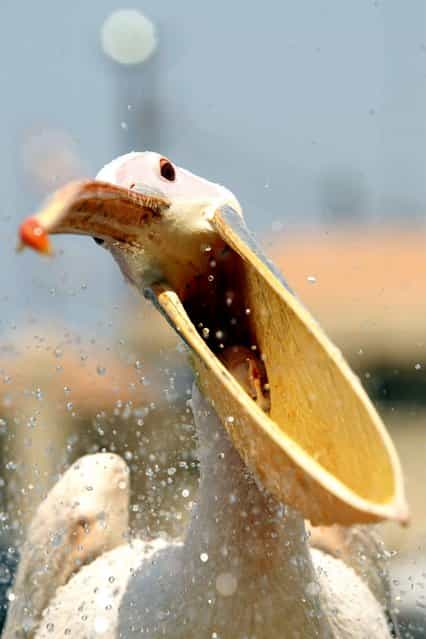A pelican, which was named Mahrouma, meaning deprived in Arabic, by Lebanese fisherman, Abed Ibrik, waits to be fed in the Lebanese port city of Sidon on July 10, 2012
