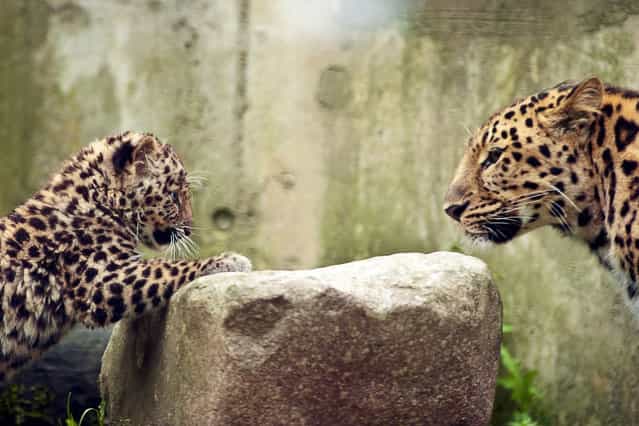 Argoun (L), a three-month-old Amur leopard (Panthera pardus orientalis) is pictured with its mother, Elixa, during its first time out at the zoo in Mulhouse, eastern France