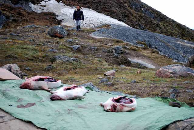 Seals are set out for skinning and distribution to the town as the people Iqaluit, Canada, hold their annual Celebration of the Seal on July 10, 2012