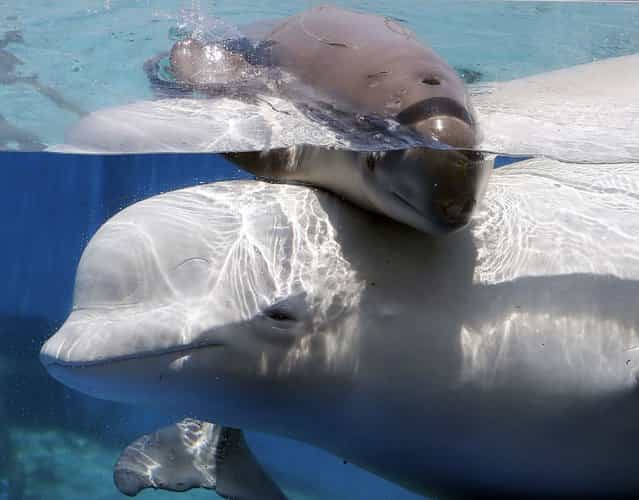 A female white whale calf swims with her mother at the Hakkeijima Sea Paradise aquarium-amusement park complex in Yokohama on July 3, 2012