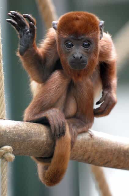 A young howler monkey named Geronimo climbs at the zoo in Cologne, Germany