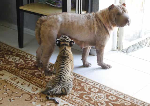 Shar Pei dog Cleopatra feeds Siberian tiger cub Clyopa