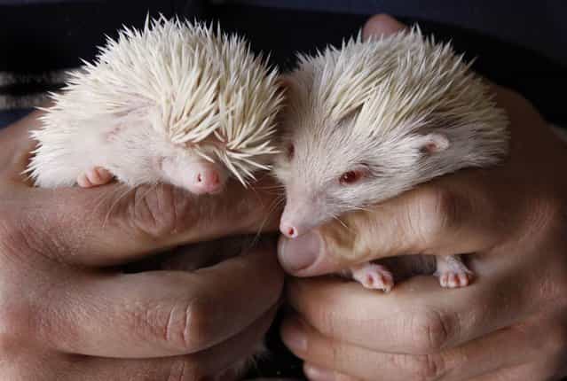 A couple of rare albino hedgehogs are photographed in a pet shop in Johannesburg, South Africa