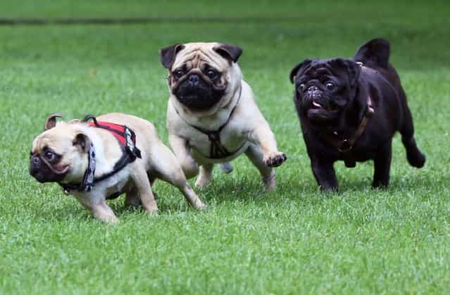 Three pugs play with each other at the international Pug Meeting in Berlin, Germany
