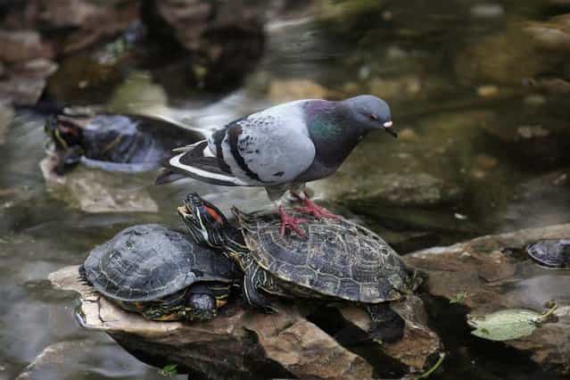 A pigeon stands on top of a tortoise