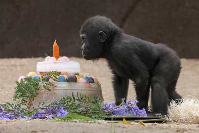 Monroe, a 1-year-old Western lowland gorilla, checks out his first birthday cake