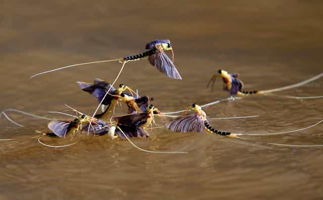 Long-tailed mayflies