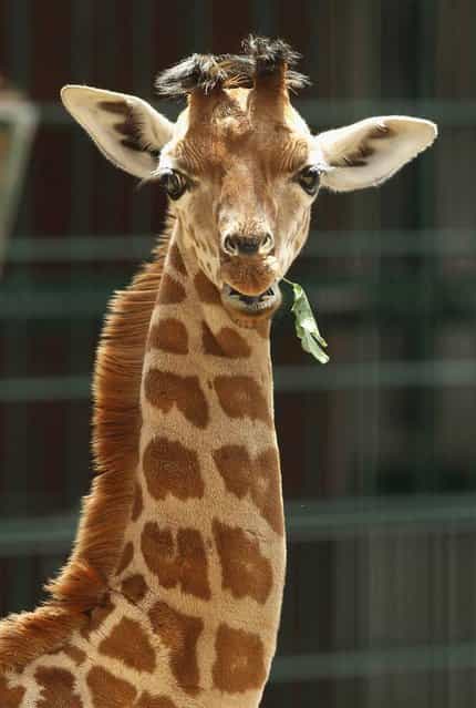 Jule, a baby Rothschild giraffe, snacks on a branch in her enclosure at Tierpark Zoo
