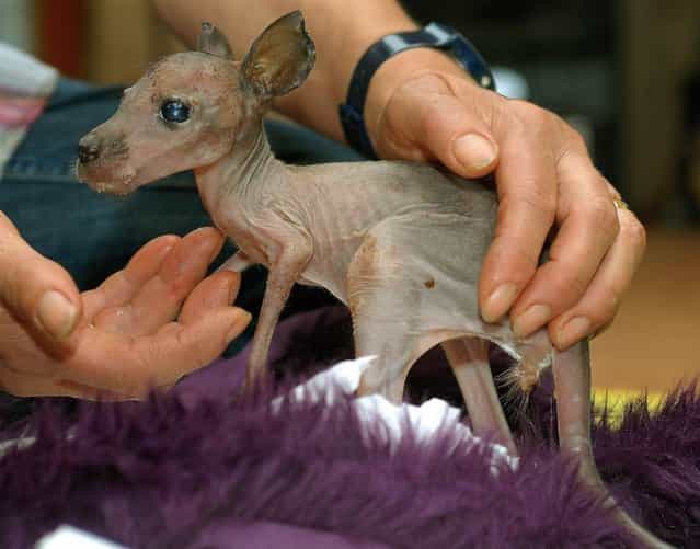 Baby kangaroo Sabrina is cared for by keeper Regina Hamza at a breeding station at the Serengeti Park in Hodenhagen, Germany