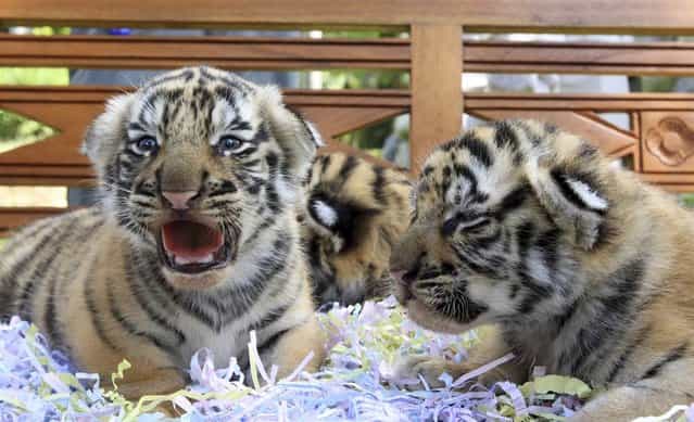 3-week-old tiger cubs sit at a zoo in Gianyar, Bali, Indonesia