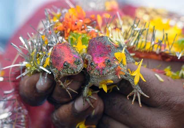 Two frogs are wed in Nagpur, India on June 29, in a marriage arranged by farmers aimed at pleasing the rain gods