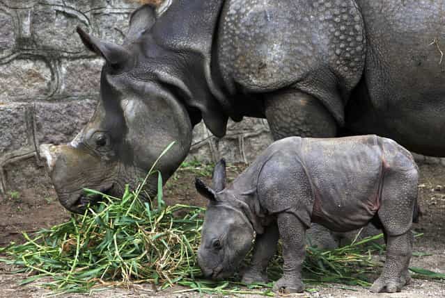 A five and half year-old rhino stands with her four day-old calf at an enclosure at the Nehru Zoological park in Hyderabad, India