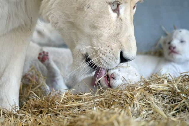 White lion mother Princess licks one of her six little white lions at Circus Krone in Kempten, Germany