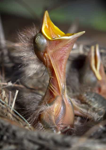A three-day-old American Robin chick begs for food in a nest it shares with three other siblings